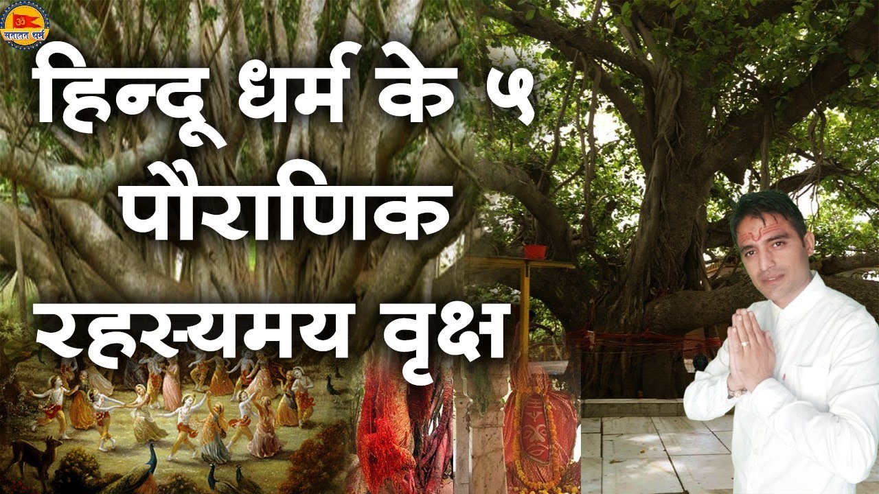 hindu dharam ke pauranik rehasymay vriksh। akshayvat prayagraj। #banyantree #banyan #bargad #sanatan