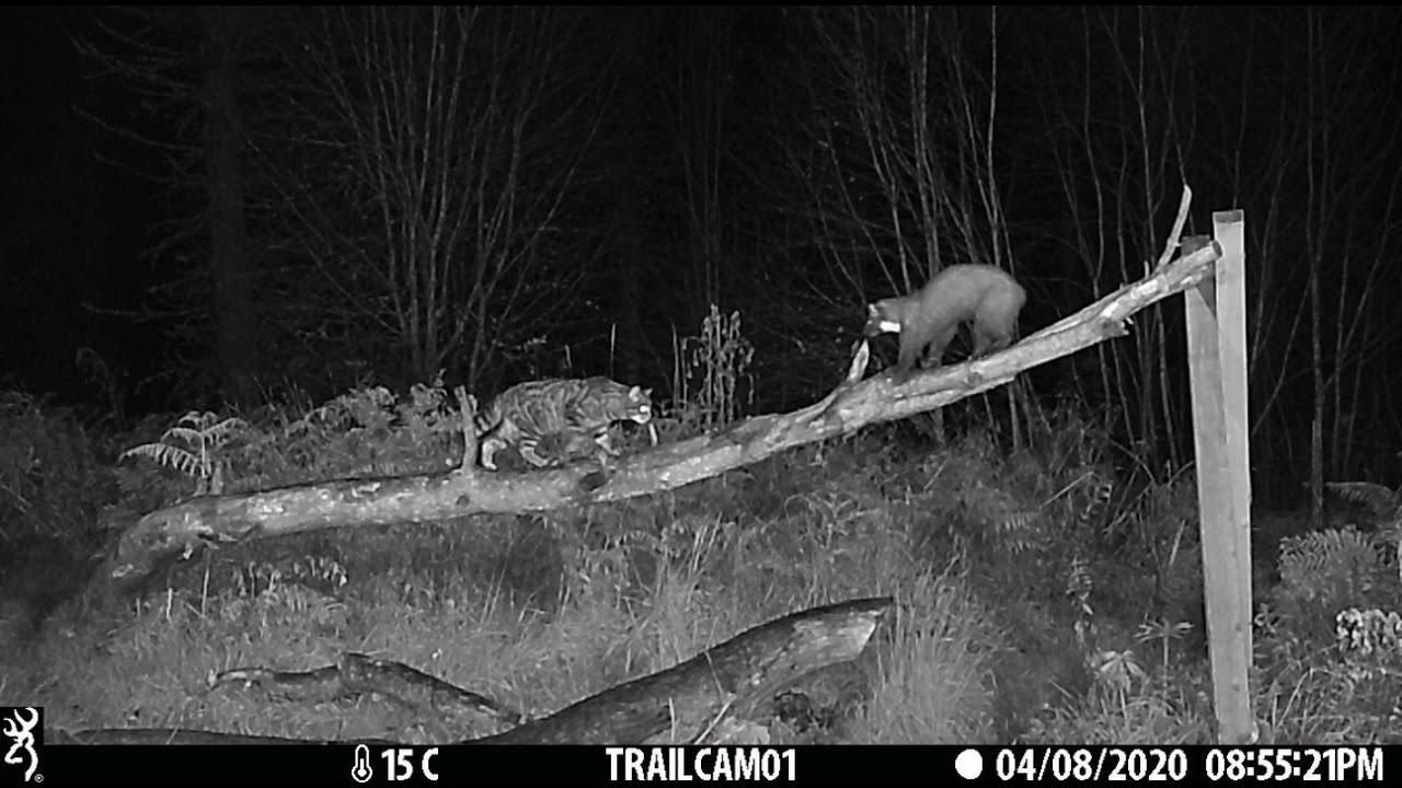Wildcat and Pine Marten Face Off