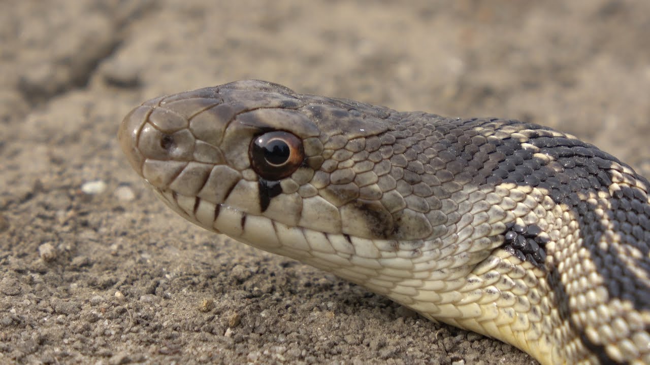 Finding Snakes on Easter Sunday