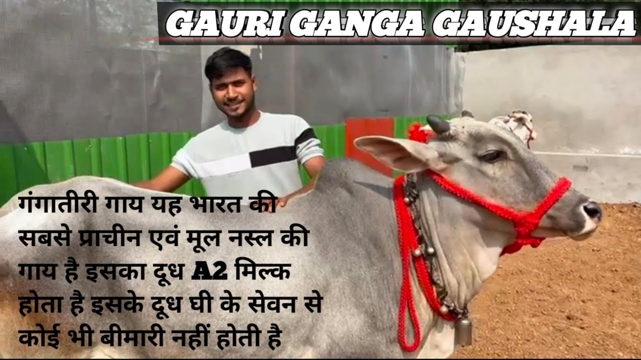 || भारत की सबसे अच्छी नस्ल गंगा तीरी गाय || #cow #animals #cowwelfare