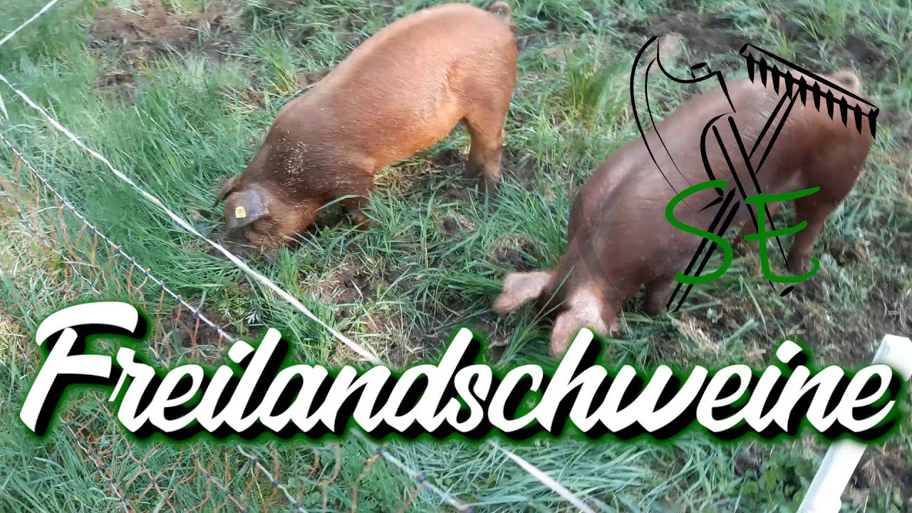 Freilandschweine
