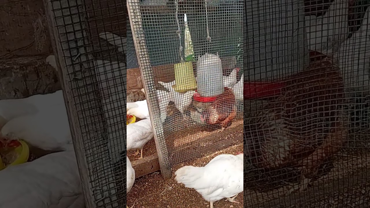 Курица-несушка в возрасте 22 недель и 2 дней.