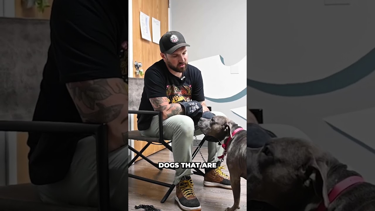 What is the 1st step when working with fear aggressive dogs? #fearaggressive #fearaggression