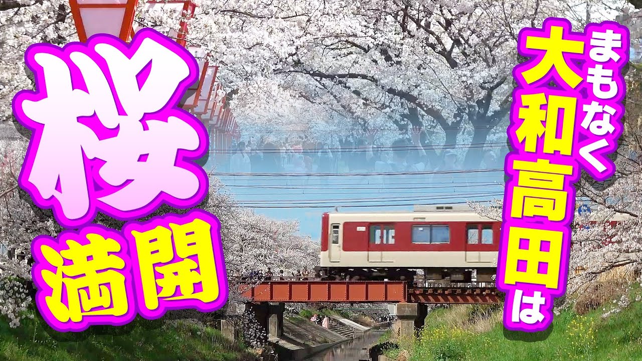 【近鉄】まもなく満開！大和高田の桜で撮り鉄！【ひとウロ第13話】