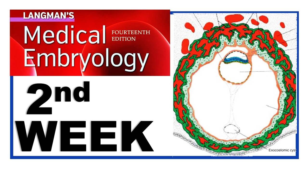 Langman Chapter#4 | Second Week of Human Development | Embryology | Dr Asif Lectures