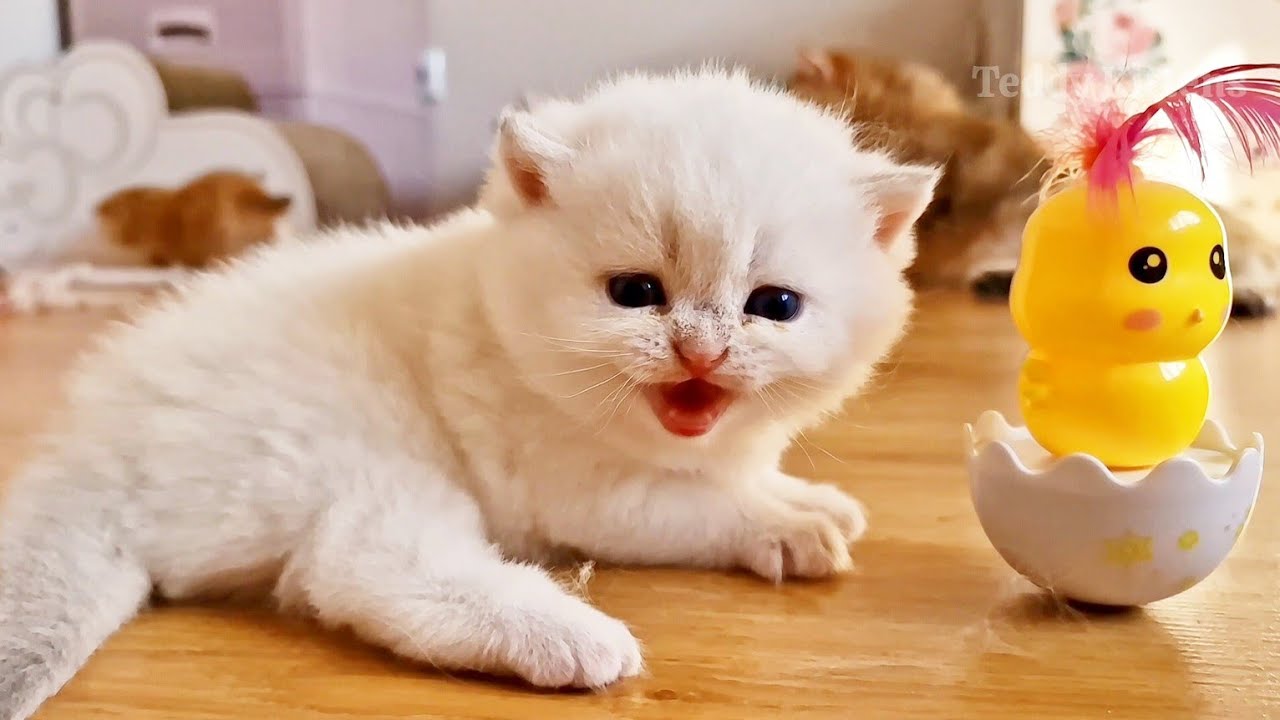 Where did Ophelia's kittens go? 🥰