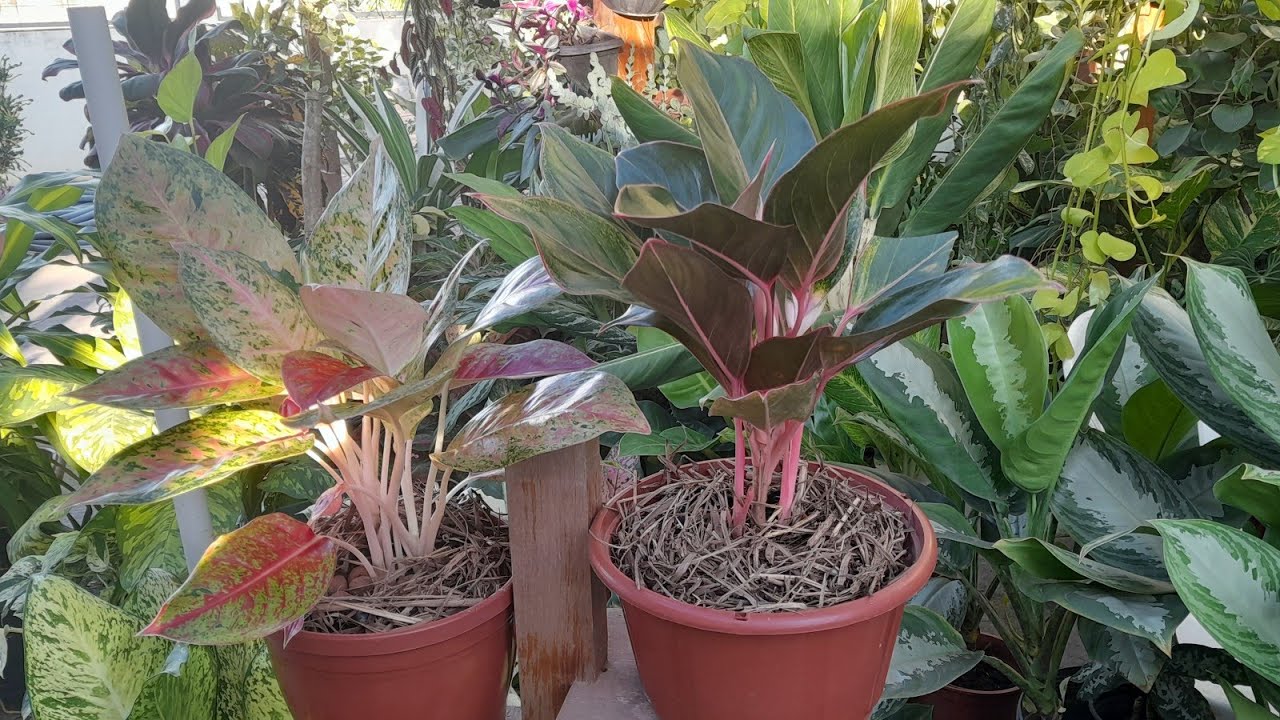 COMPREI DUAS AGLAONEMAS PRA COLEÇÃO 😍 + UMA IDEIA DE FORRAÇÃO BEM LEGAL E BARATA 🥰🥰