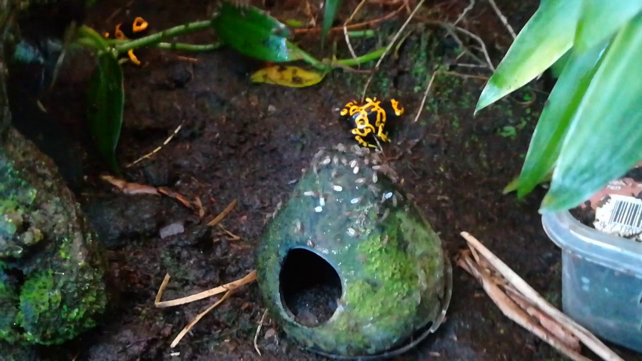 Mes grenouilles ont pondu. Suivi d'élevage Dendrobates leucomelas