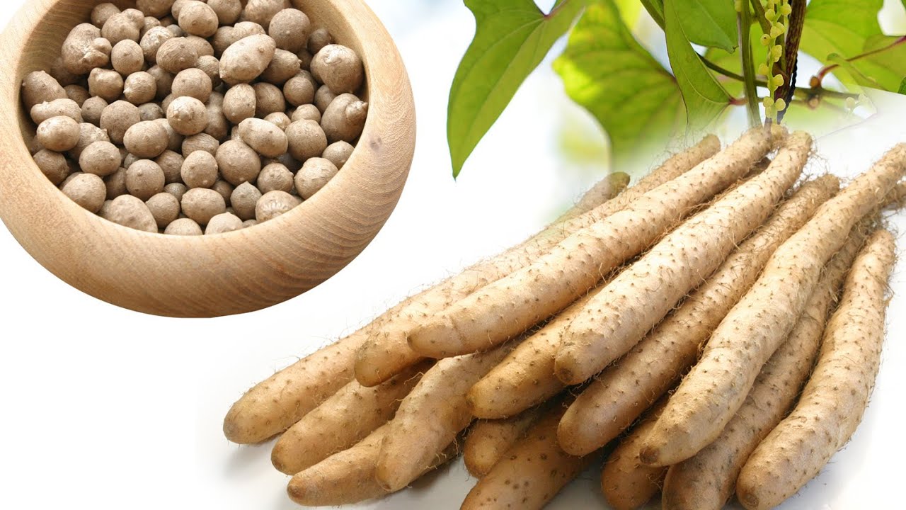The Light root - Dioscorea batatas, Chinese Yam, Lichtwurzel, Svetelný koreň, Lichtwortel, Shan Yao
