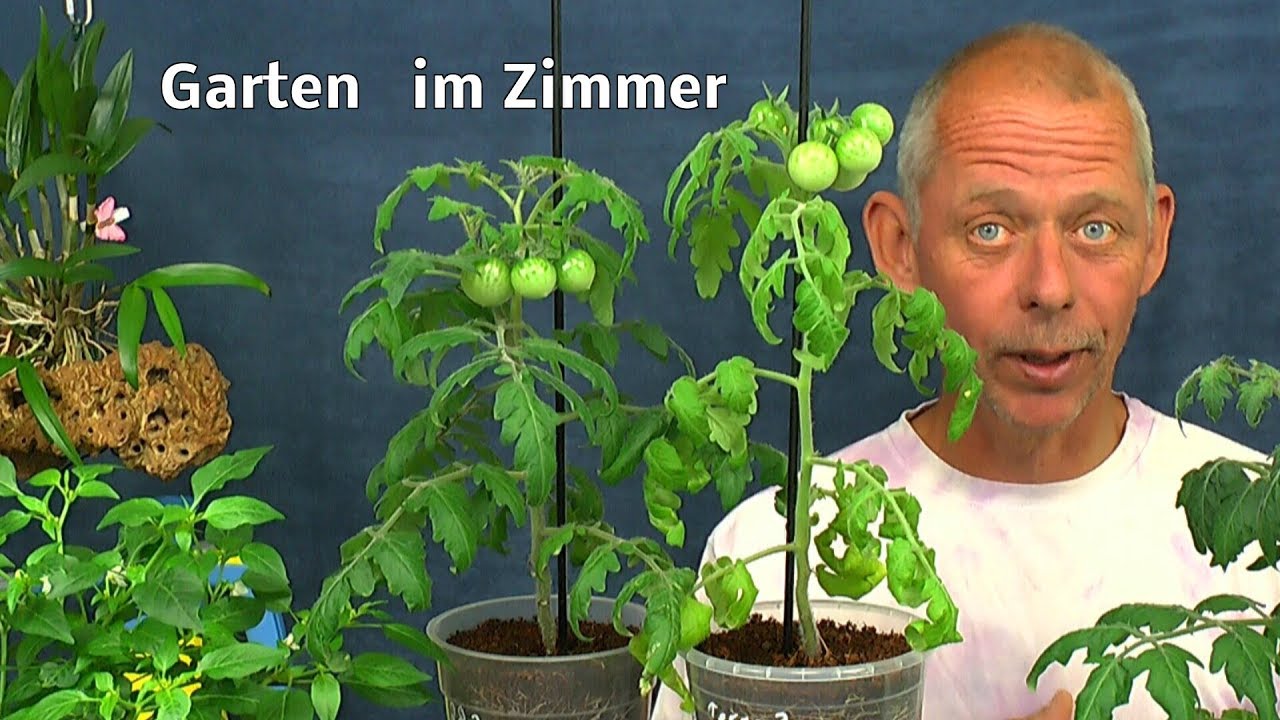 Der Garten im Haus Tomaten / Petersilie / exotische Pflanzen in der Hydrokultur