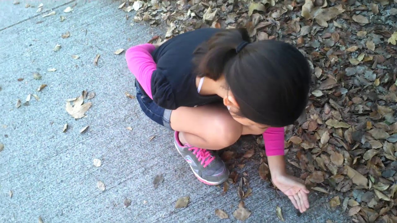 Kaylana's First Spider Hunt & Spider Collection 2012