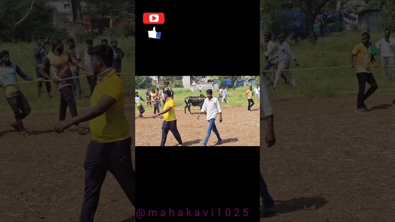 காளைகளின் ஆக்ரோஷமான ஆட்டமும் காளையர்களின்  கொண்டாட்டம் 2026 #Village  kondatam#bull#Appledanger#