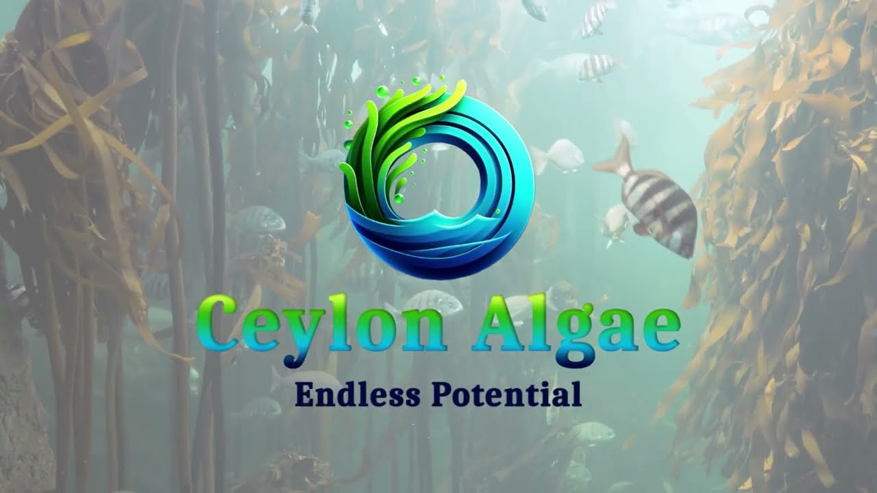 Unlocking the Ocean&rsquo;s Potential: Seaweed Farming and Food Security