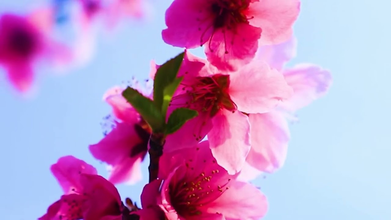 Beautiful spring season #spring #nature #water #flowers #relaxingmusic