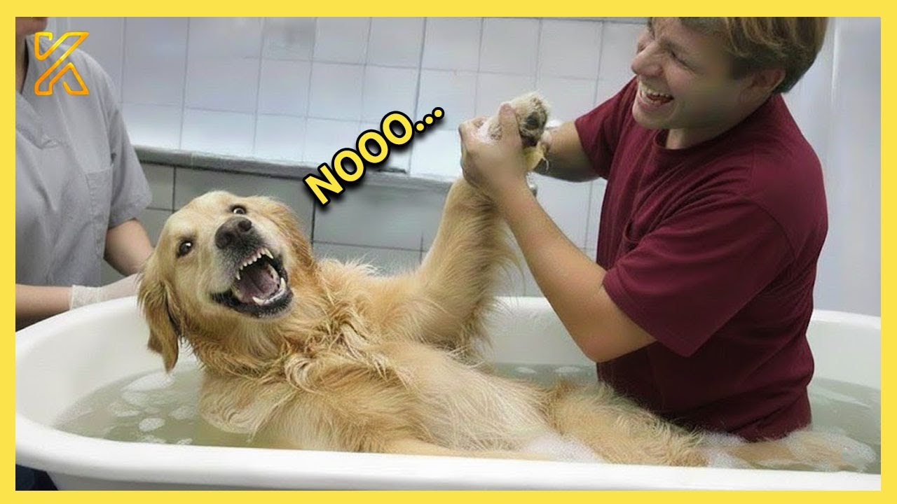 🐶 Big Dogs Who Totally Lose It at Bath Time 🛁🤣Funniest Dog Ever!