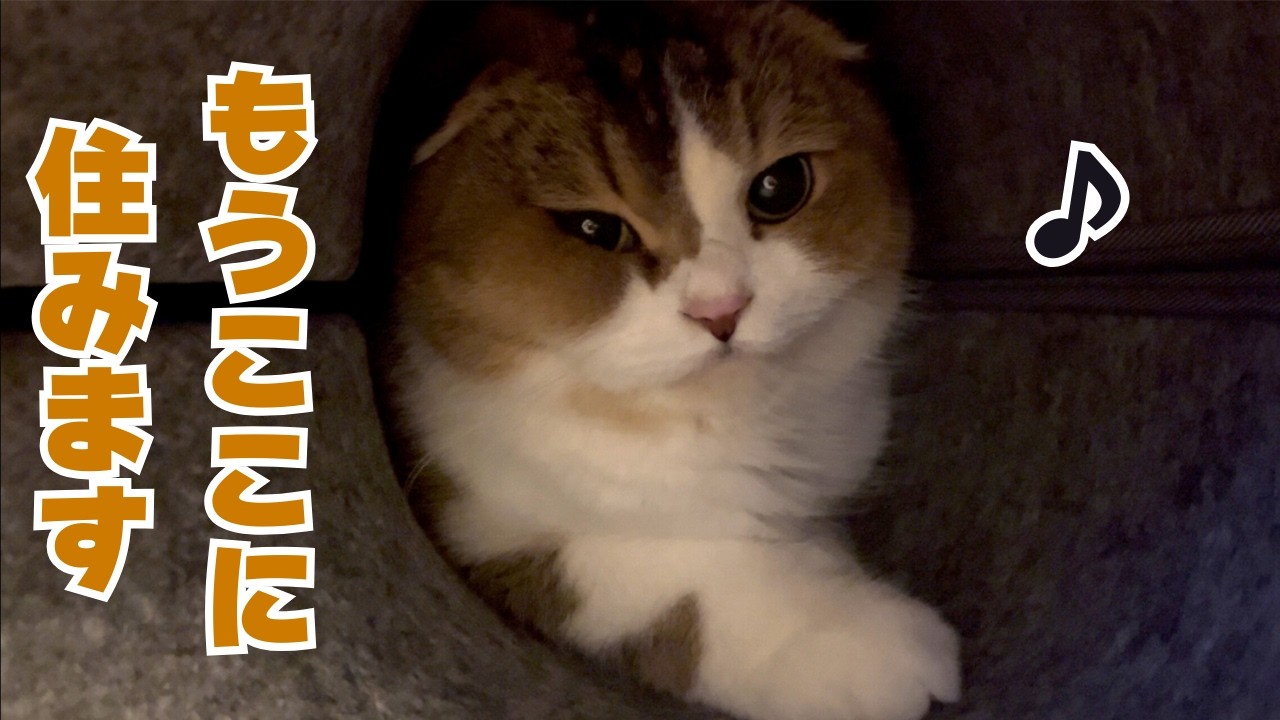 ニトリの『猫グッズ』にハマり過ぎた猫たちの末路