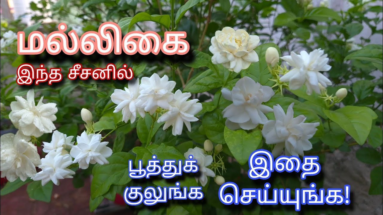 மல்லிகைக்கு இந்த பராமரிப்பு குடுங்க | Jasmine | Mogra | Organic Fertilizer | Tamil | Gardening 