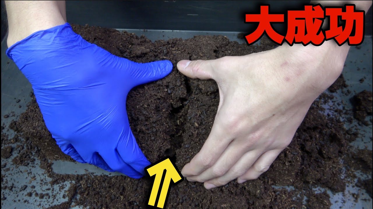 秋に発生するツノが5本あるカブトムシが潜んだ土を割った結果