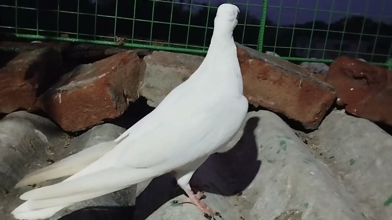 পাঞ্জাবি মাল বাই 🕊️💯 KTM PIGEON LOFT 