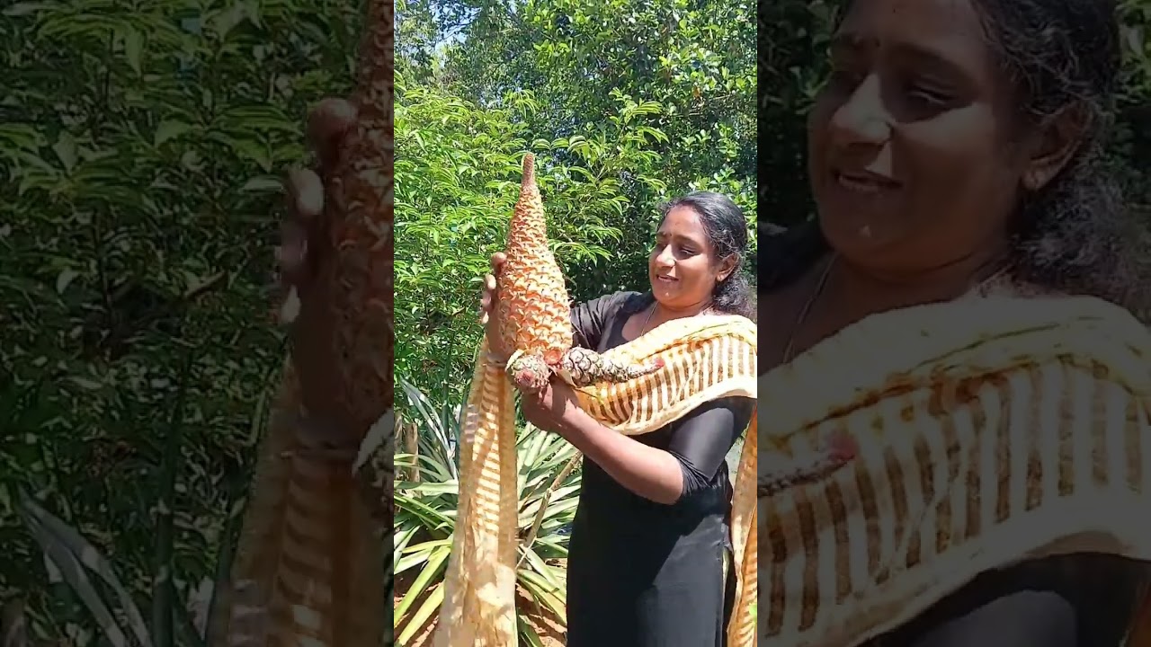 ഇത്രയും വ്യത്യസ്തമായ പൈനാപ്പിൾ നിങ്ങൾ കണ്ടിട്ടുണ്ടോ