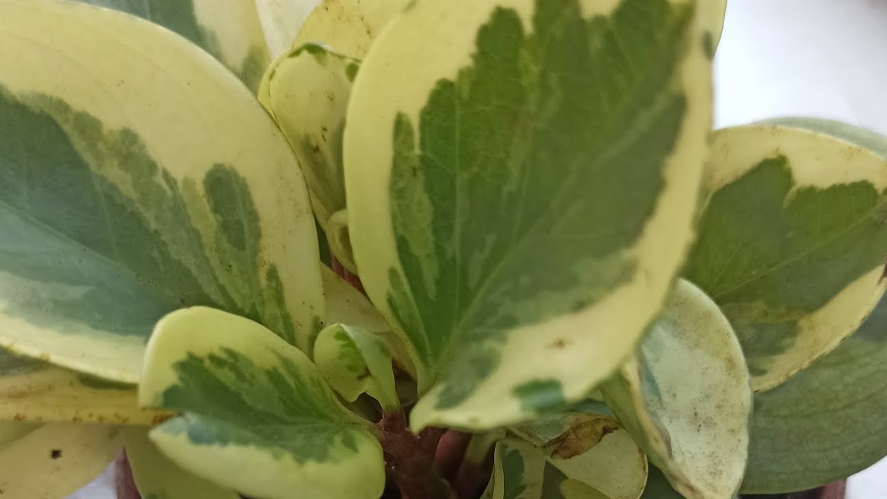 CÓMO REPRODUCIR PEPEROMIA OBTUSIFOLIA VARIEGADA. eloasisdesonia.