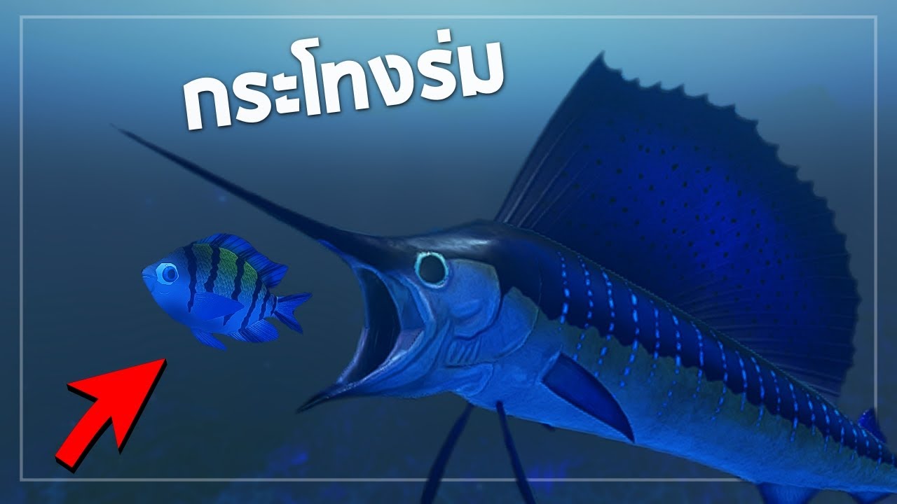 ปลากระโทงร่มดาบ ( พุ่งทีโคตรเเรง !! )  EP 6  - Feed and grow fish  [อย่ากินช้านนนน ]