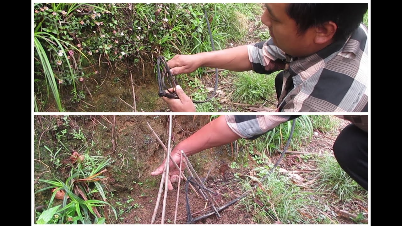 Primitive technology of trapping birds, rats, squirrel, snake, etc.