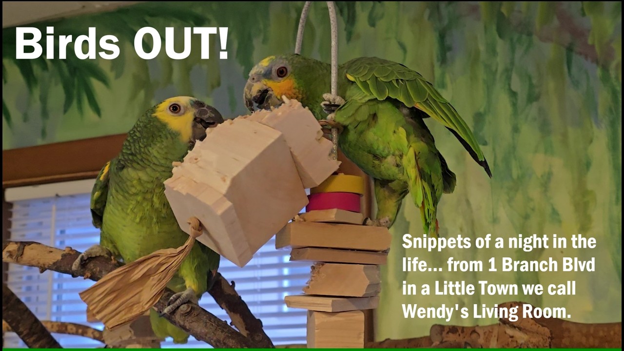 Bird Time OUT... Out of cages that is.