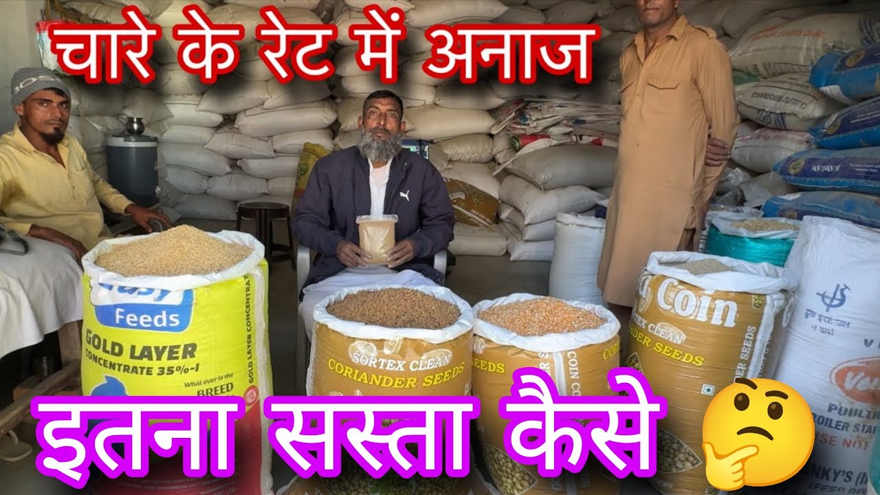 चारे के रेट मे अनाज लो बकरे बकरियों के लिए 