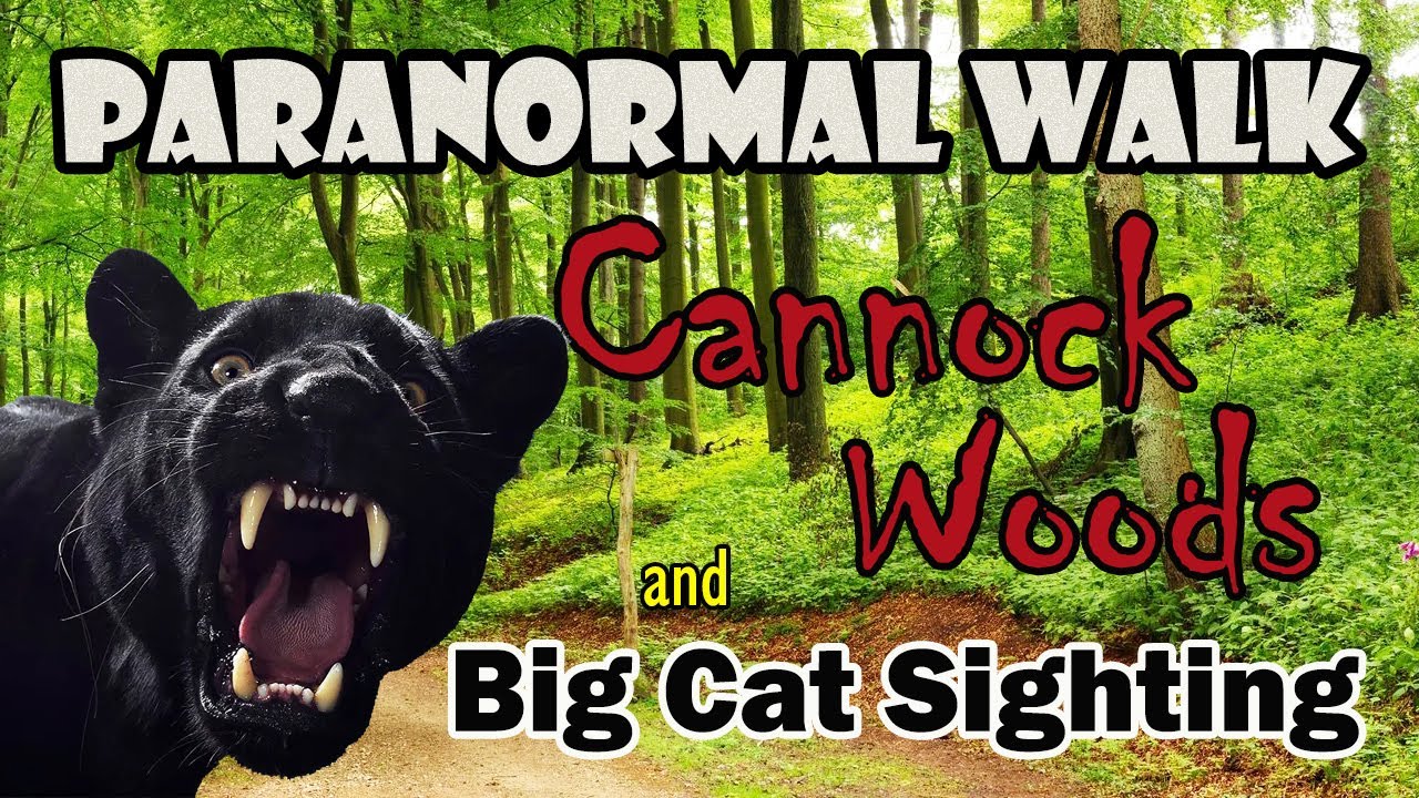 Paranormal Walk | Cannock Chase | Big Cat Sighting