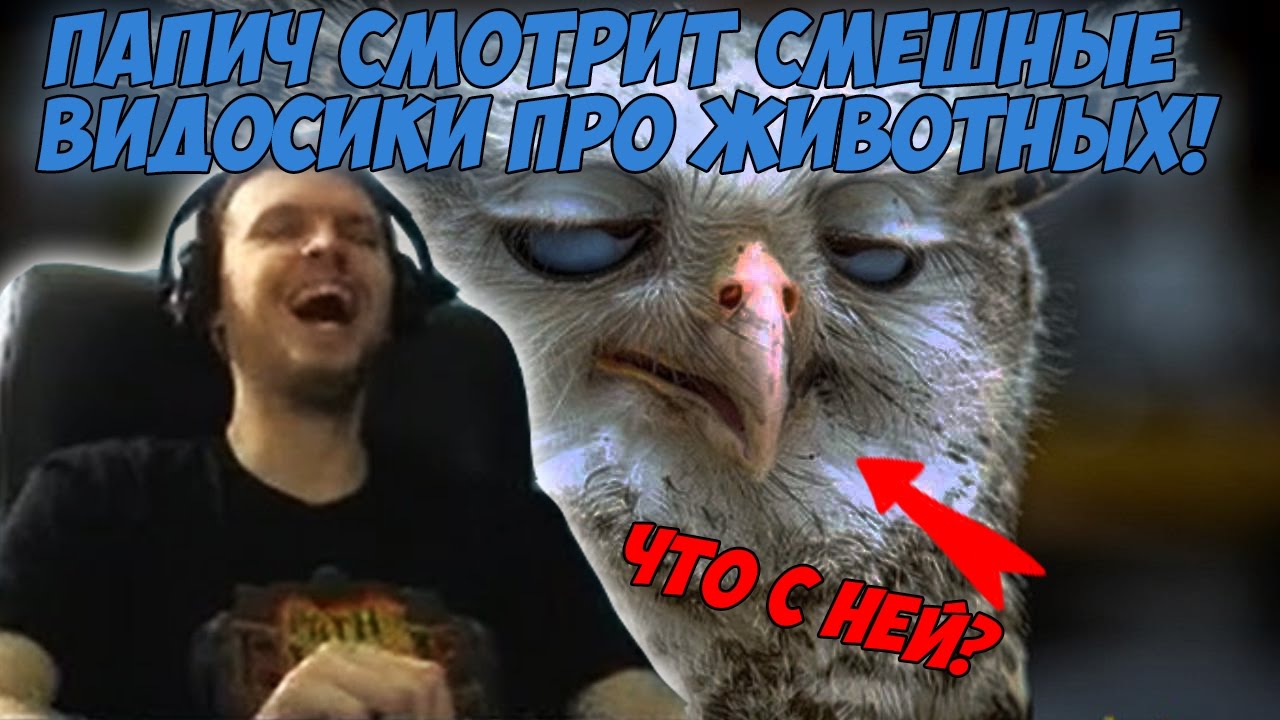 Папич смотрит смешные видосики про животных