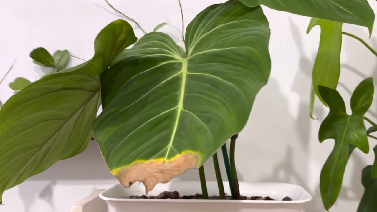 Room chhunga ka plants te ka enkawl dan