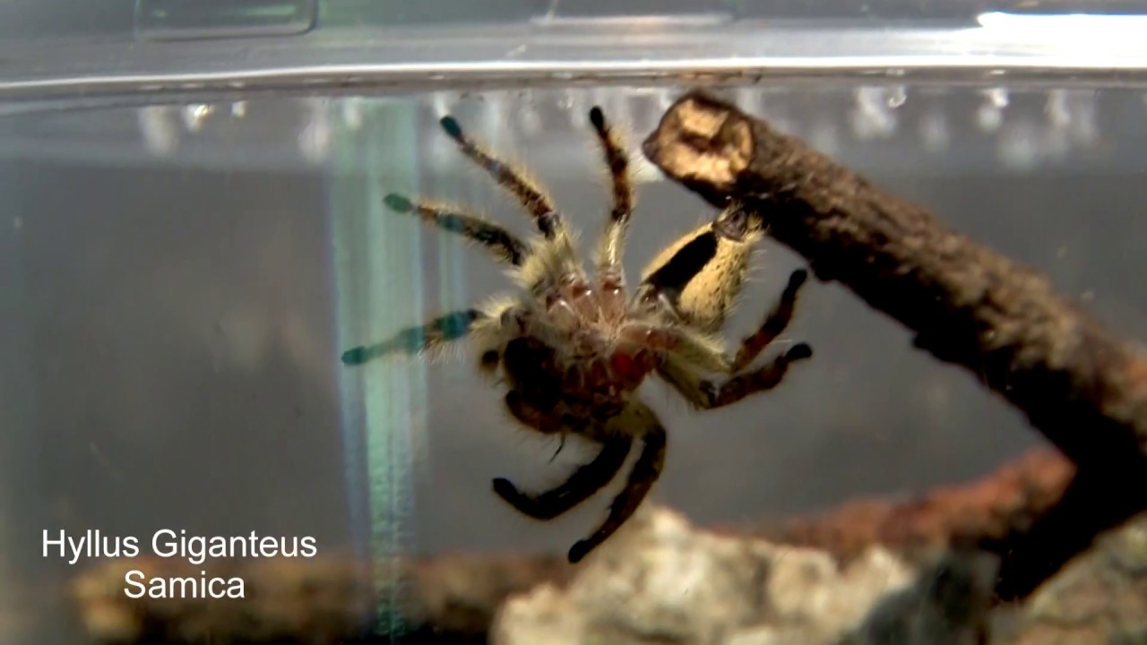 Skakuny - Arlekinowy, Hyllus Diardi + Bonus