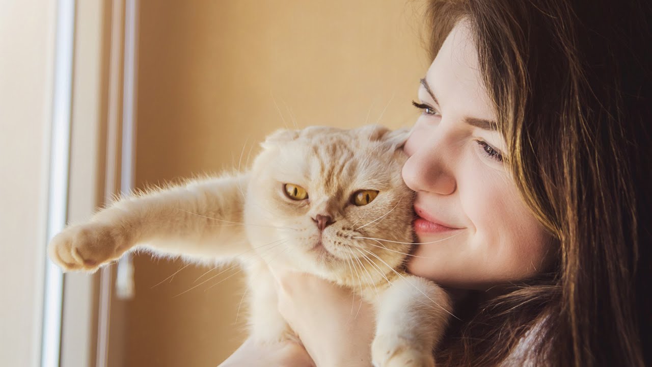 Why Cats Headbutt, And Should You Headbutt Them Back?
