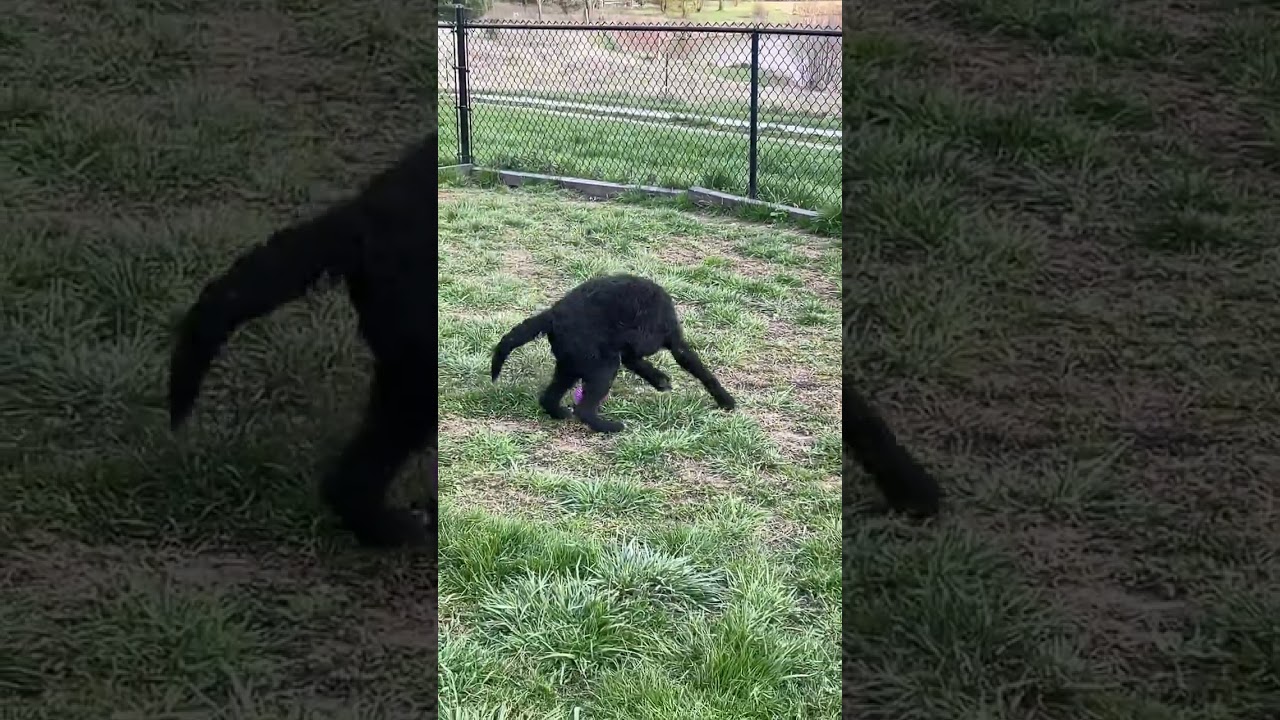 One happy dog #shorts #onehappyassfarm #farmlife #rescuedog #dog