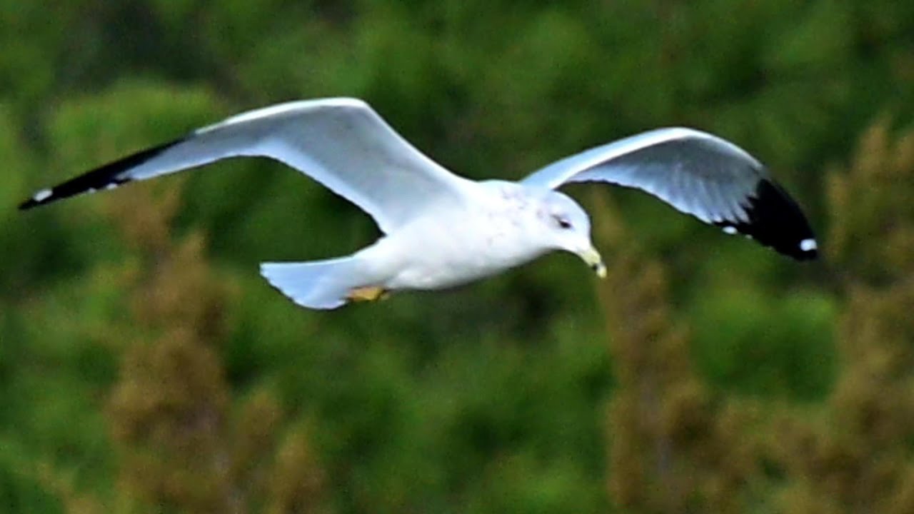 Ring-billed Gulls Flying Around Lake