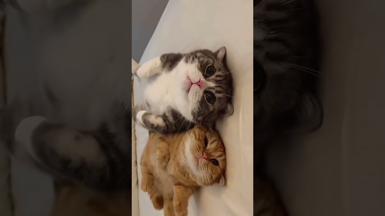 Kucing Absurd Lucu Bikin Ngakak