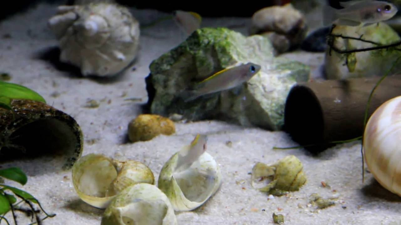 Neolamprologus Caudopunctatus 