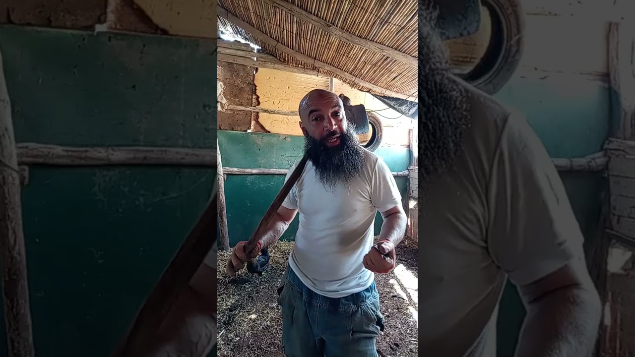 شحال تعطينا سلالة الأندلسي من بيضة في العام ؟؟