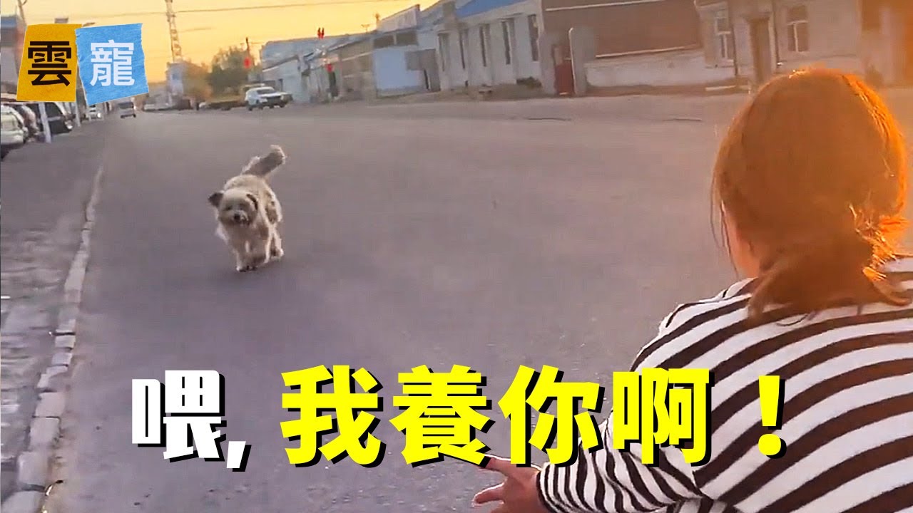 女子試著和一隻流浪狗打招呼，沒想到它竟然真的跑過來了！