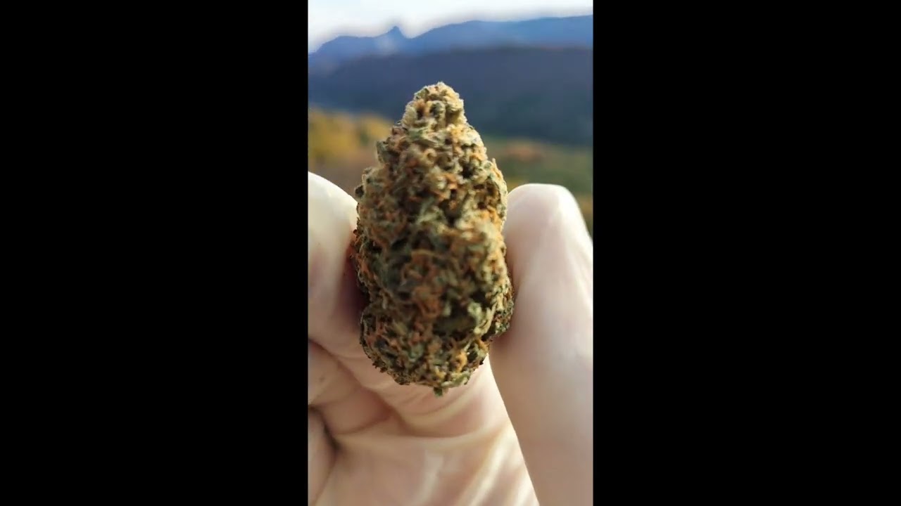 Nouvelle fleur de Chanvre hulk berry