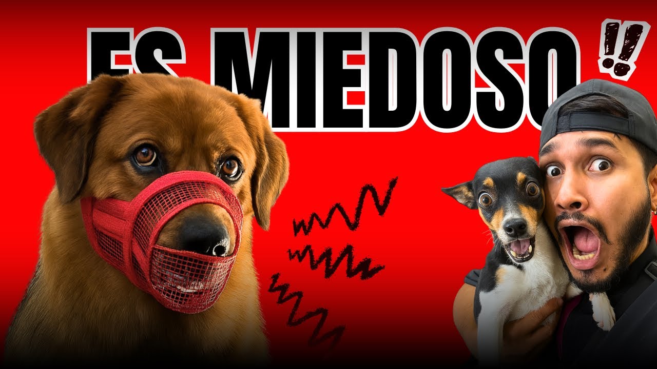 ESTE PERRO NO ME DA CONFIANZA😰 LE PUSE BOZAL🔥
