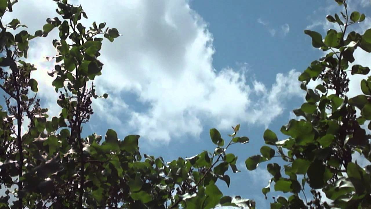 High Definition video test. Sony DSC W560, Clouds and trees