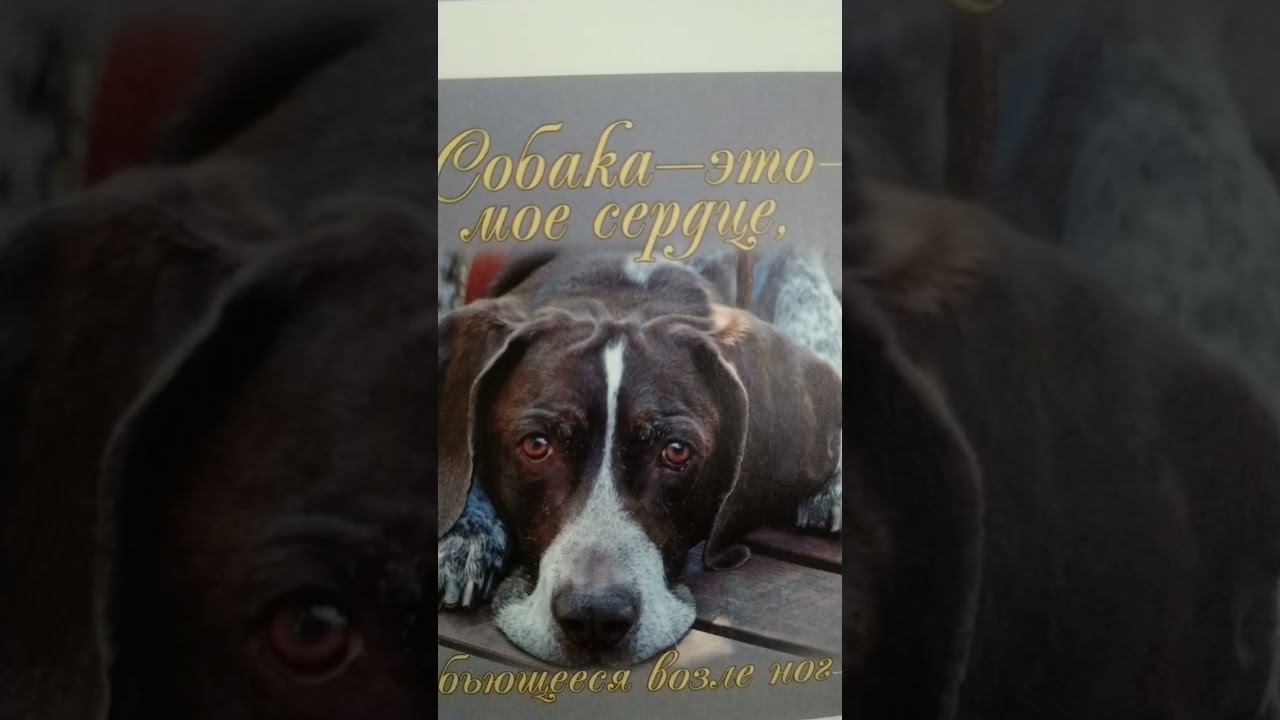 📖 ДЖЕК ЛОНДОН. ЗОВ ПРЕДКОВ #17 🐕 📕 #джеклондон #собака  #преданность #любовь #обожание #dakoshaco 💯