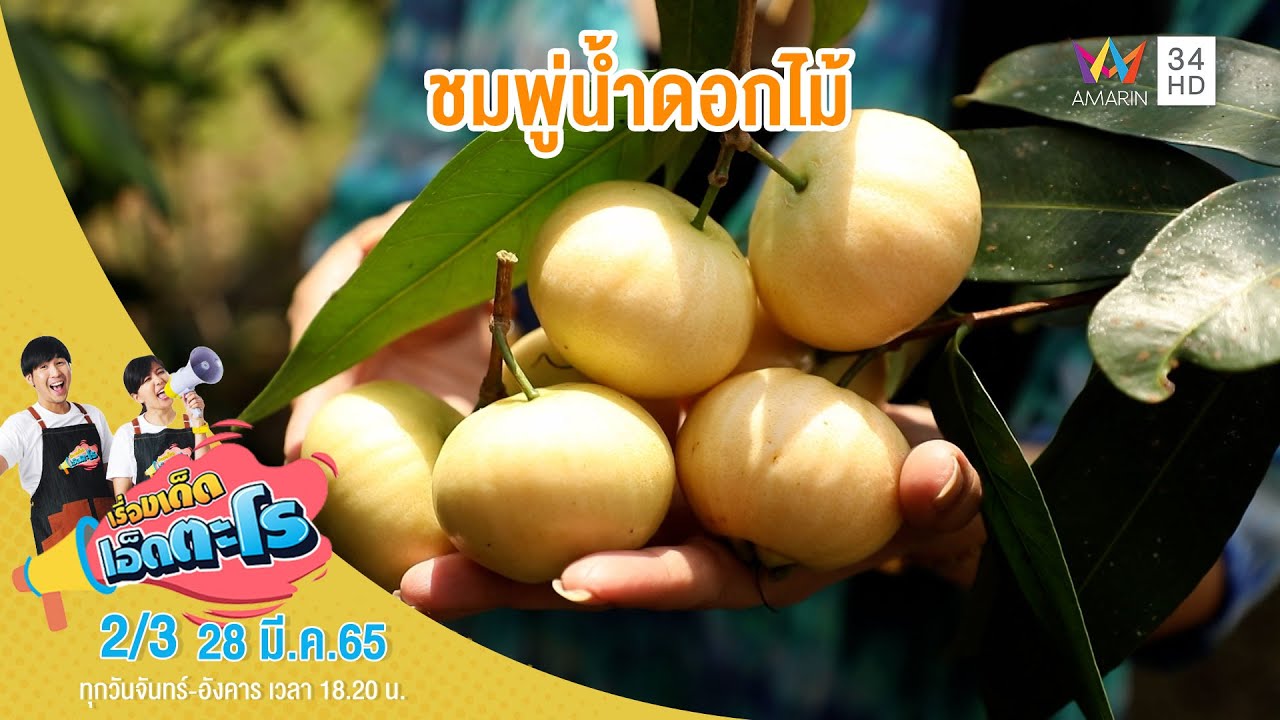 ชมพู่น้ำดอกไม้ สวนลัคกี้ฮิลล์ ป่าละอู จ.ประจวบคีรีขันธ์ | เรื่องเด็ดเอ็ดตะโร | 28 มี.ค.65 (2/3)