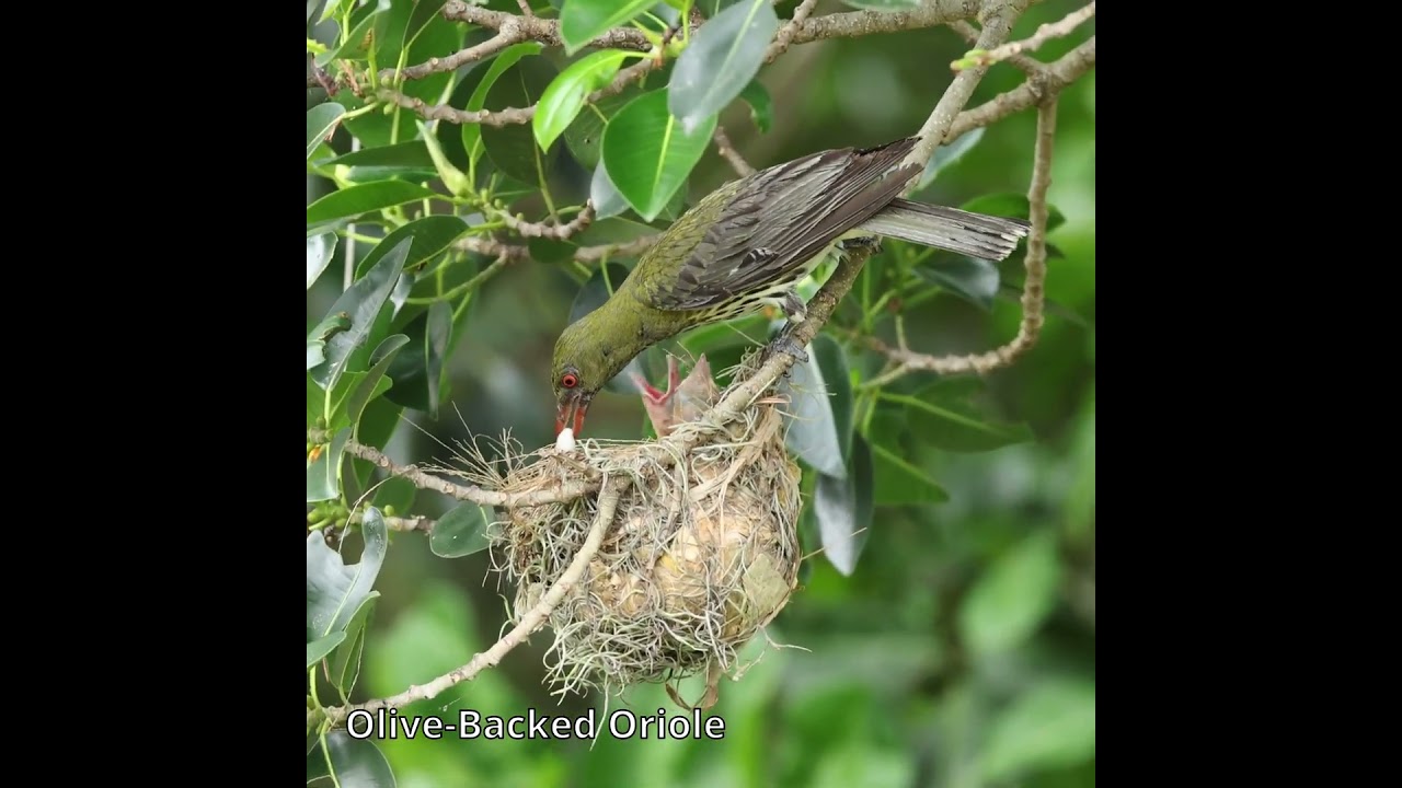 Olive-Backed Oriole 