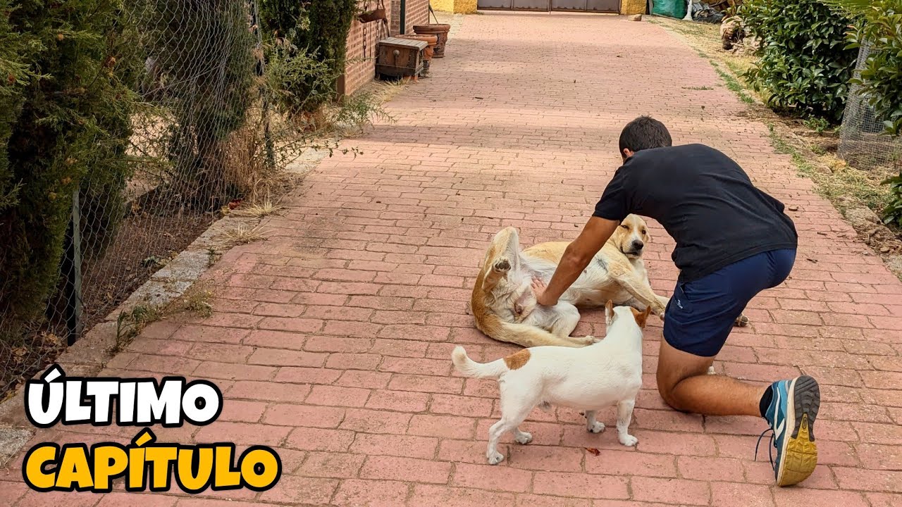 [DIARIO DE CAMPO CAP. 47] Último capítulo de la temporada, mitos sobre gallinas y huevos