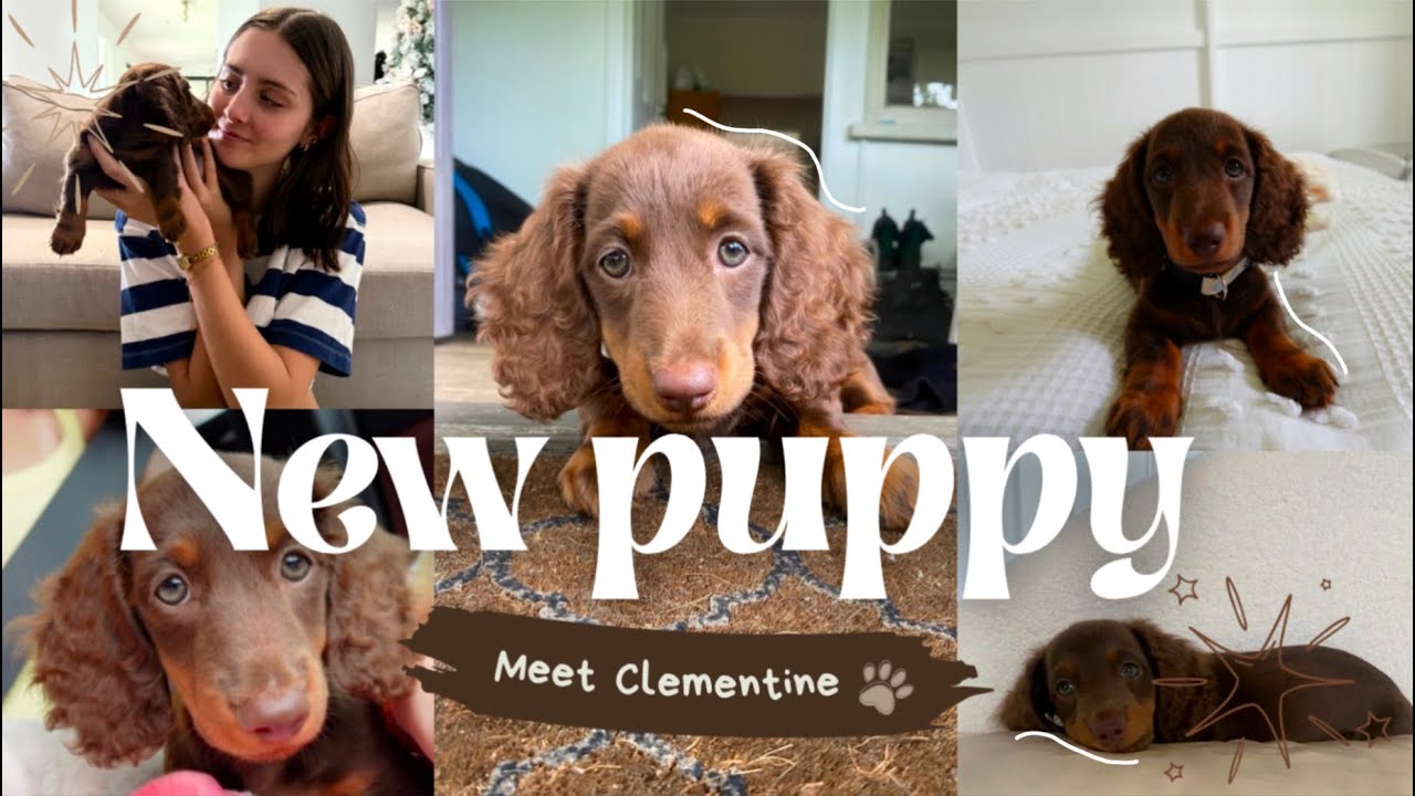 NEW PUPPY VLOG!!! + First week home with a mini dachshund