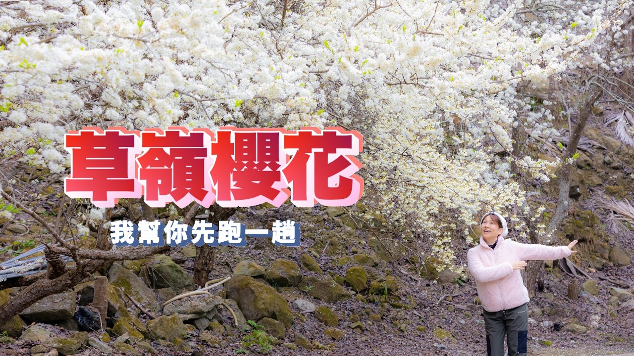 『草嶺櫻花季』今年交通路況有改 選錯接駁點會超累