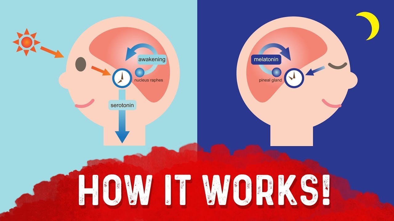 What Is The Pineal Gland? &ndash; Dr.Berg On Melatonin Benefits & Serotonin